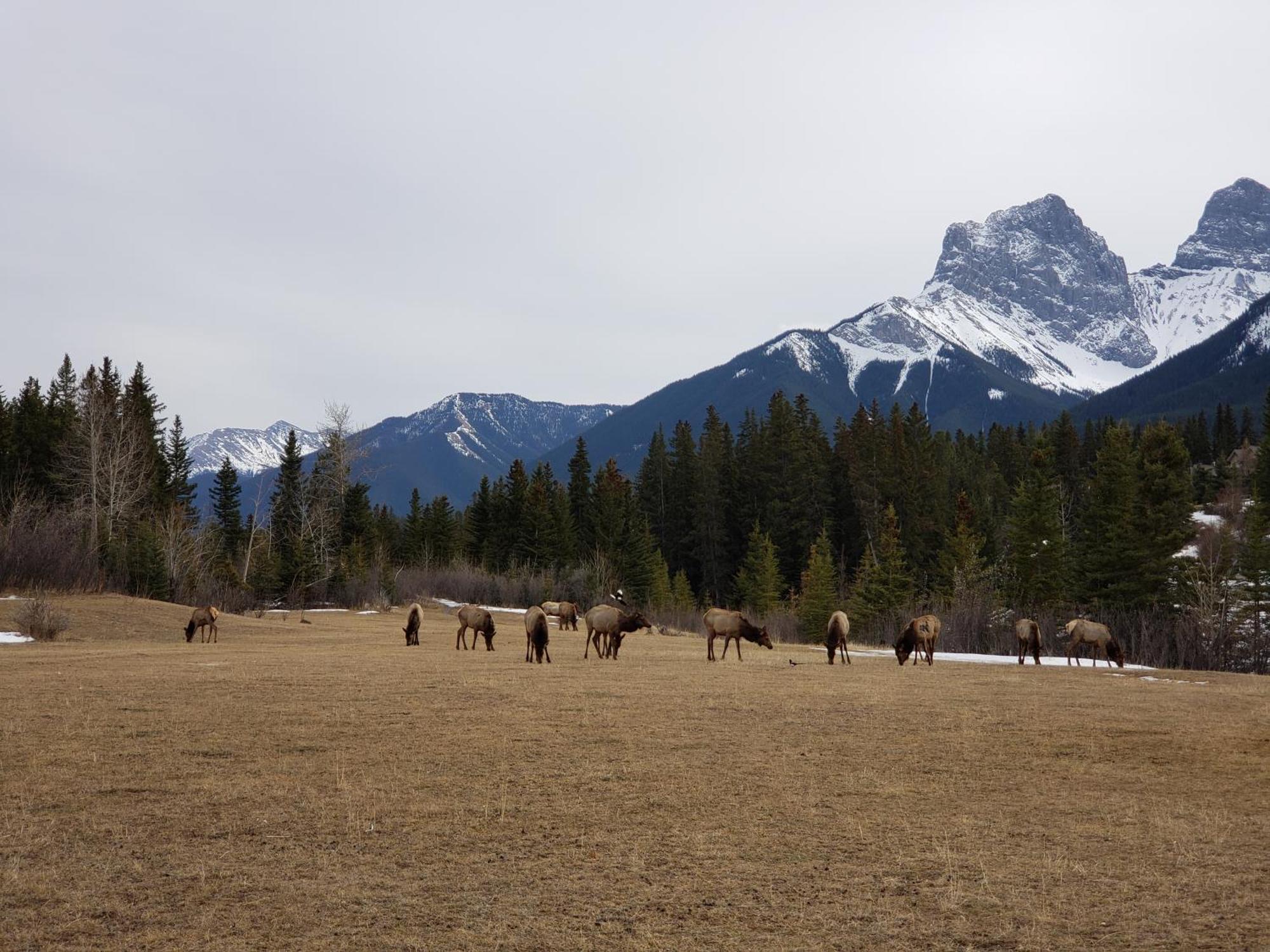 Enchanted Mountain Getaway Canmore Luaran gambar